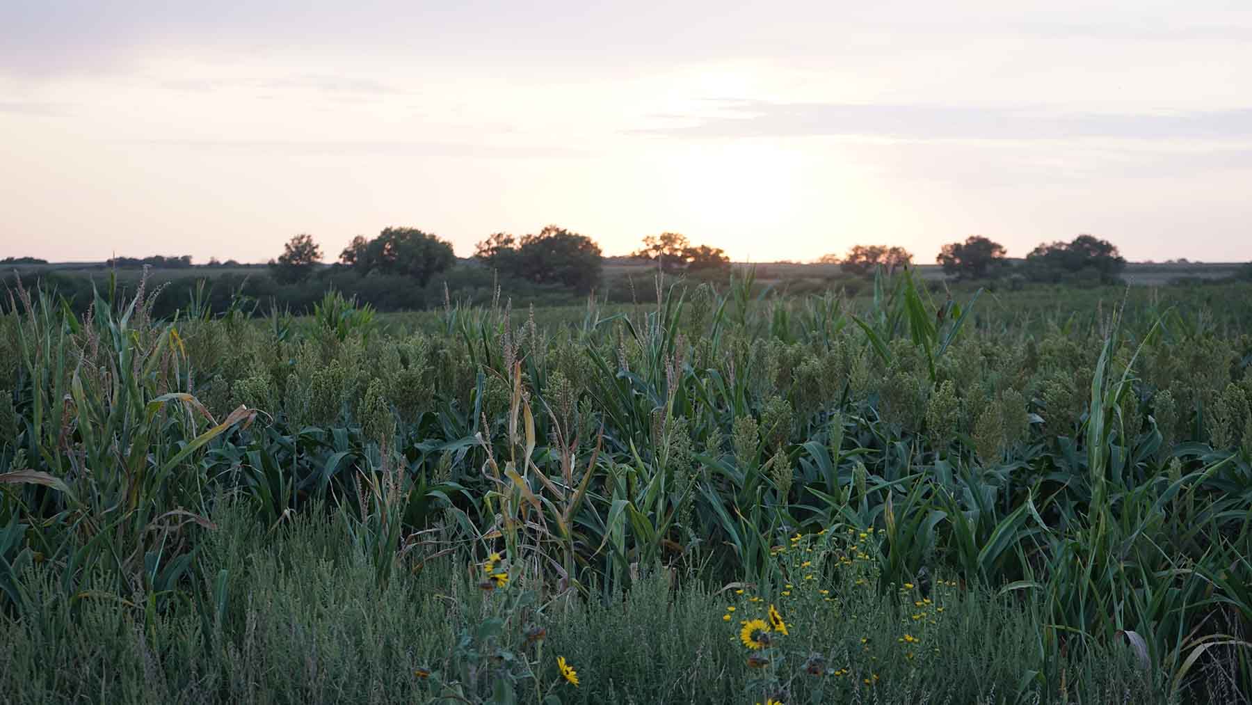 Red Sky Farm & Ranch property picture 85 of 99