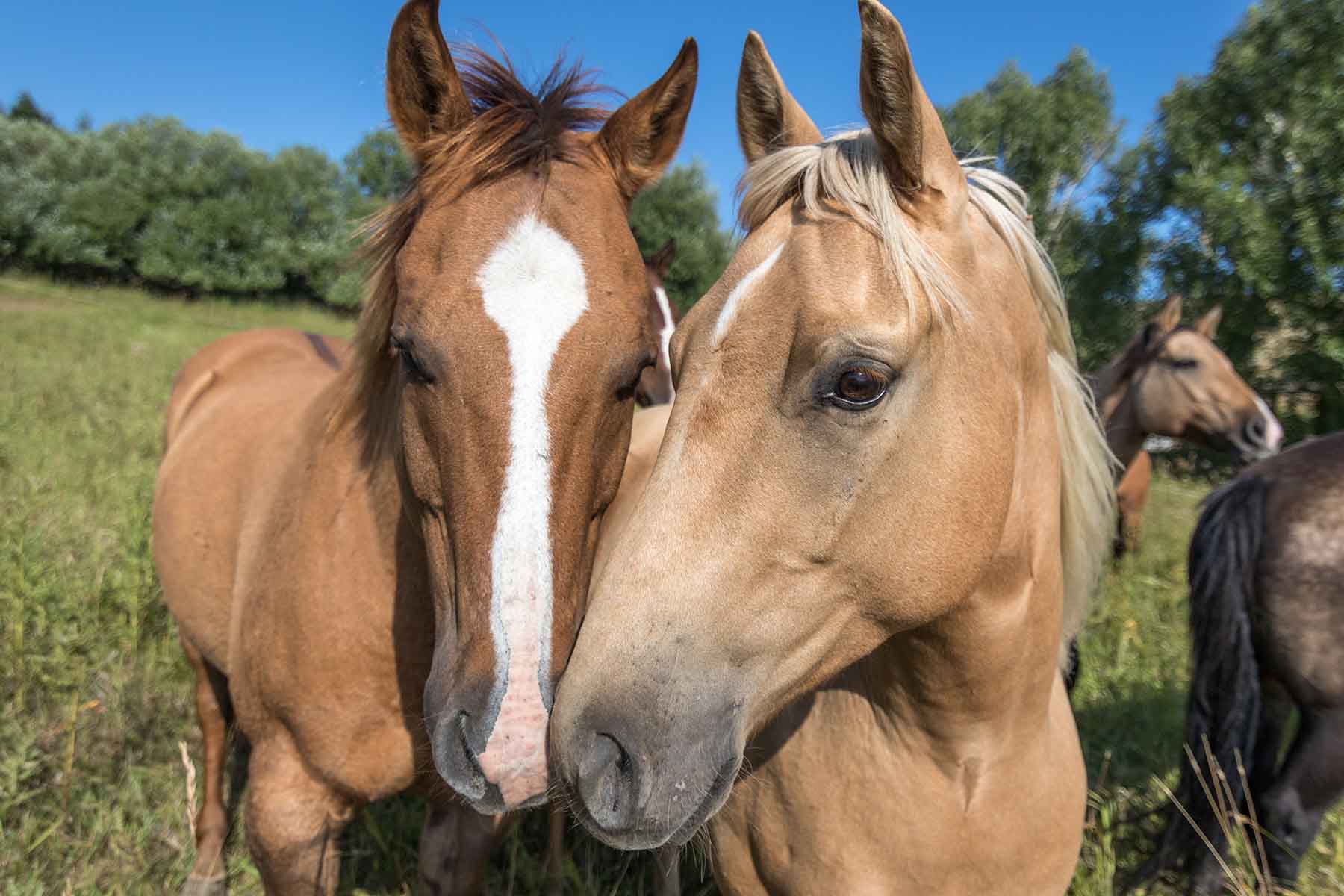 Morris Place Ranch property picture 29 of 45