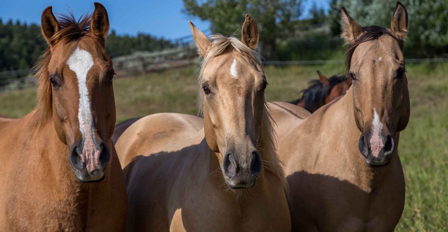 Morris Place Ranch property picture 45 of 45