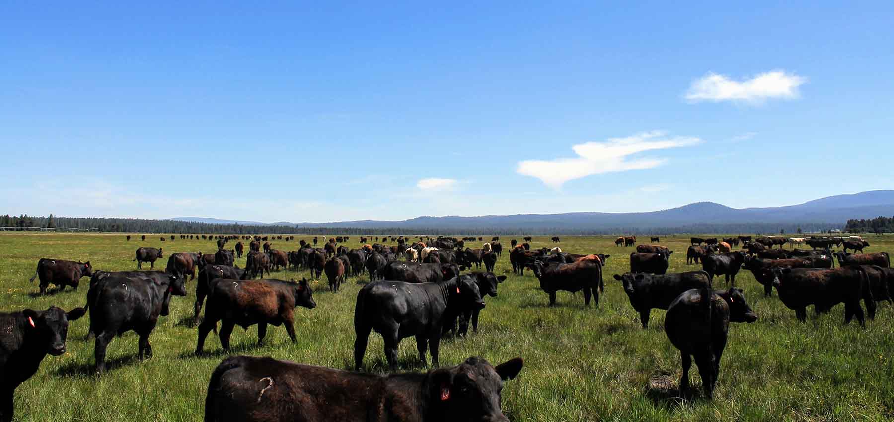 Timmerman Land and Cattle Company property picture 9 of 38