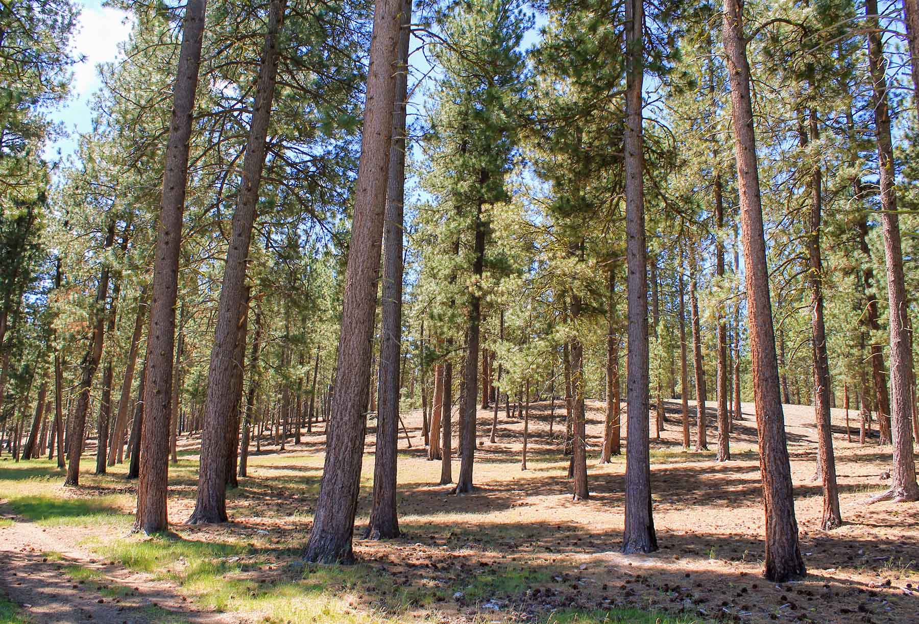 Timmerman Land and Cattle Company property picture 34 of 38