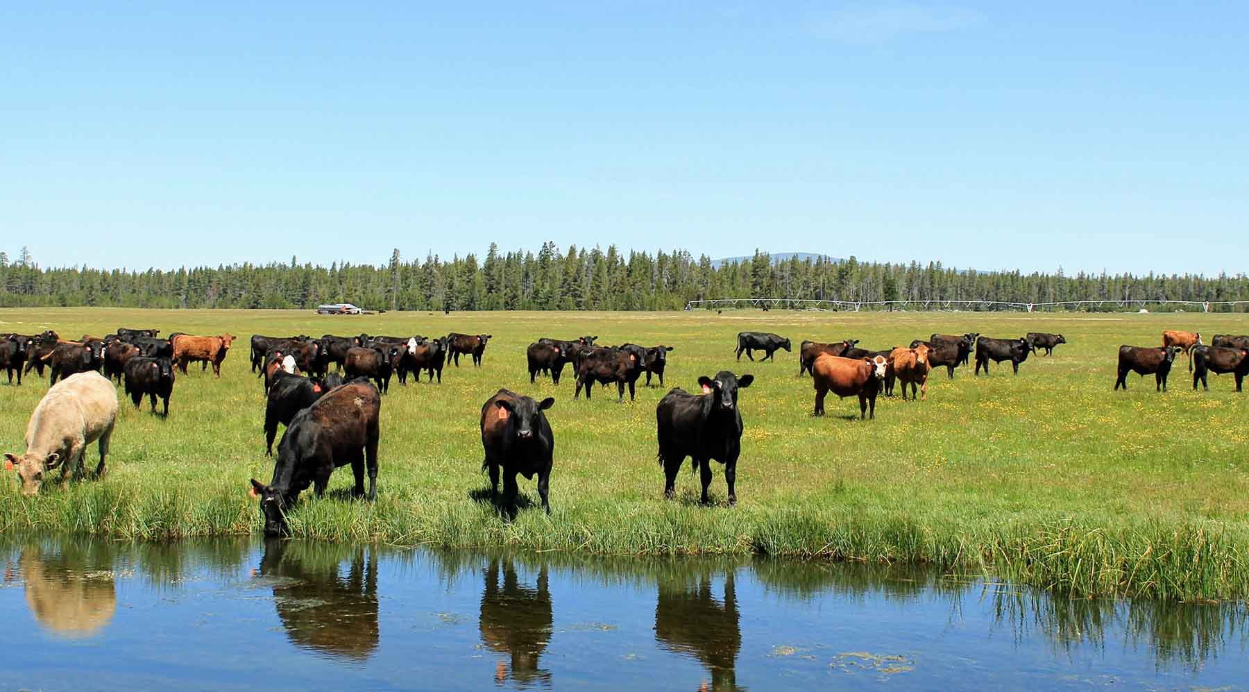 Timmerman Land and Cattle Company property picture 8 of 38