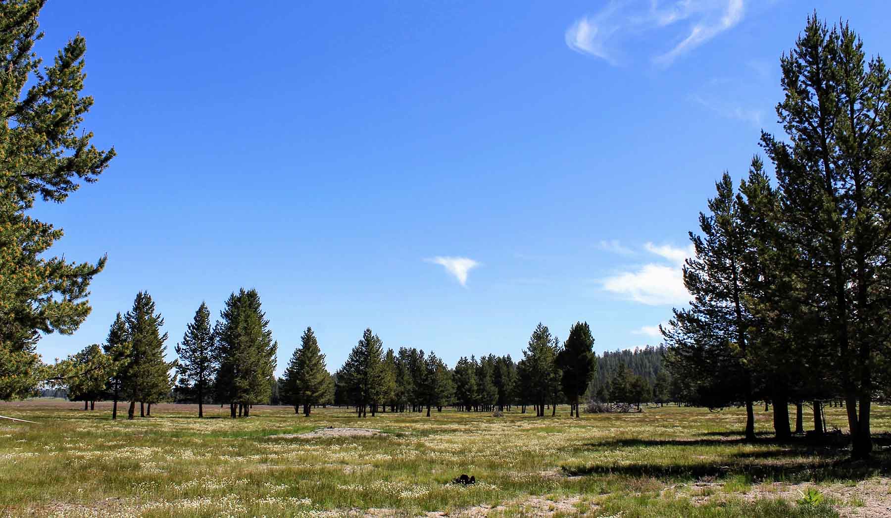 Timmerman Land and Cattle Company property picture 3 of 38