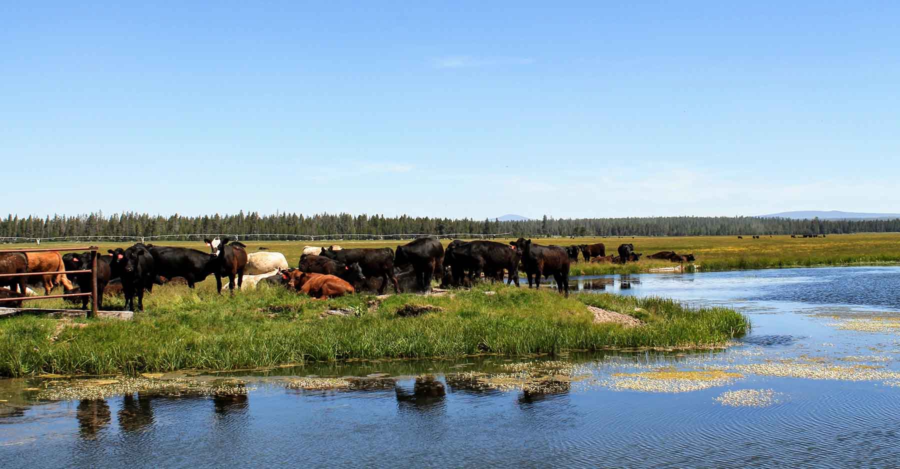 Timmerman Land and Cattle Company property picture 10 of 38
