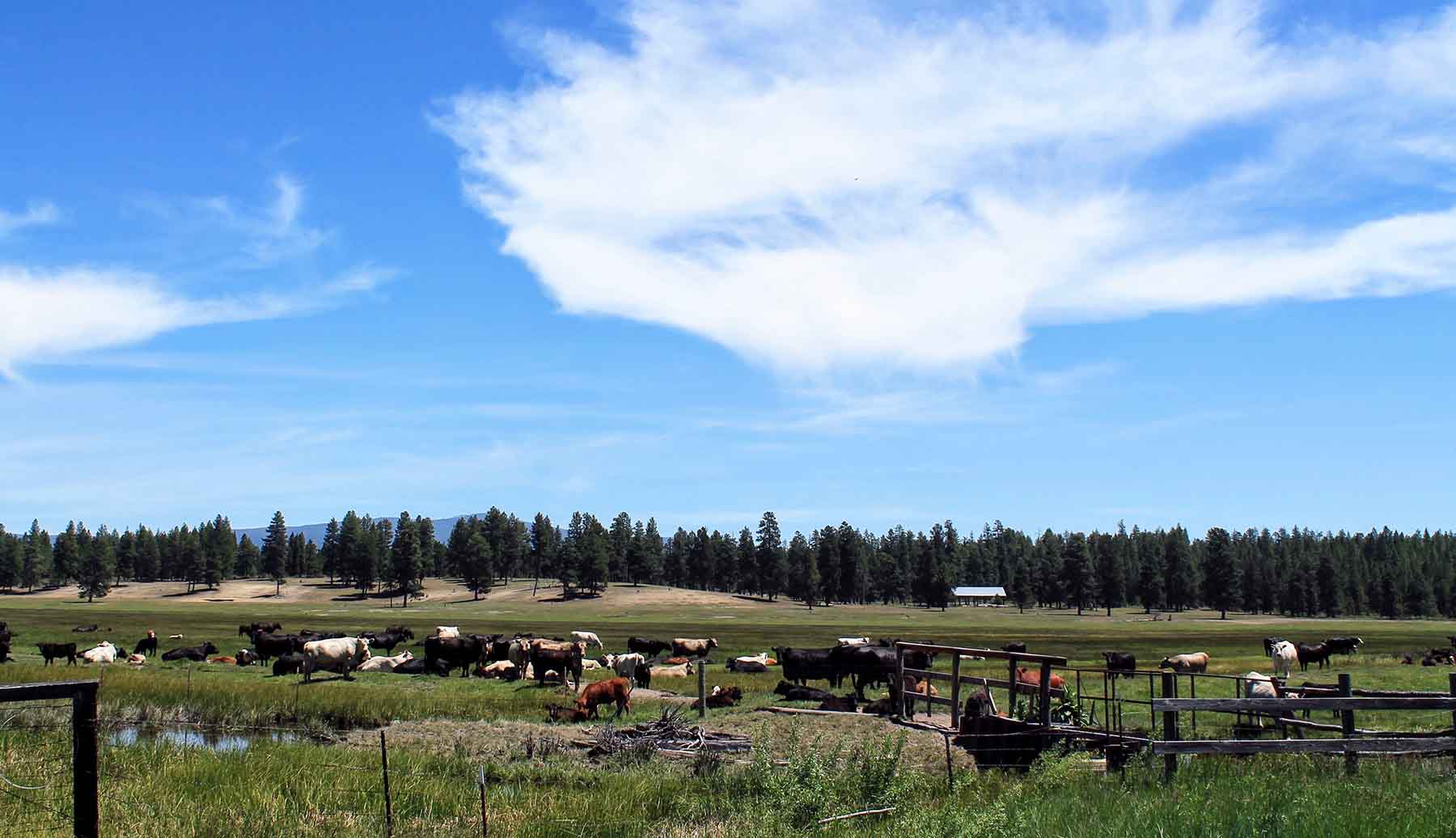 Timmerman Land and Cattle Company property picture 38 of 38