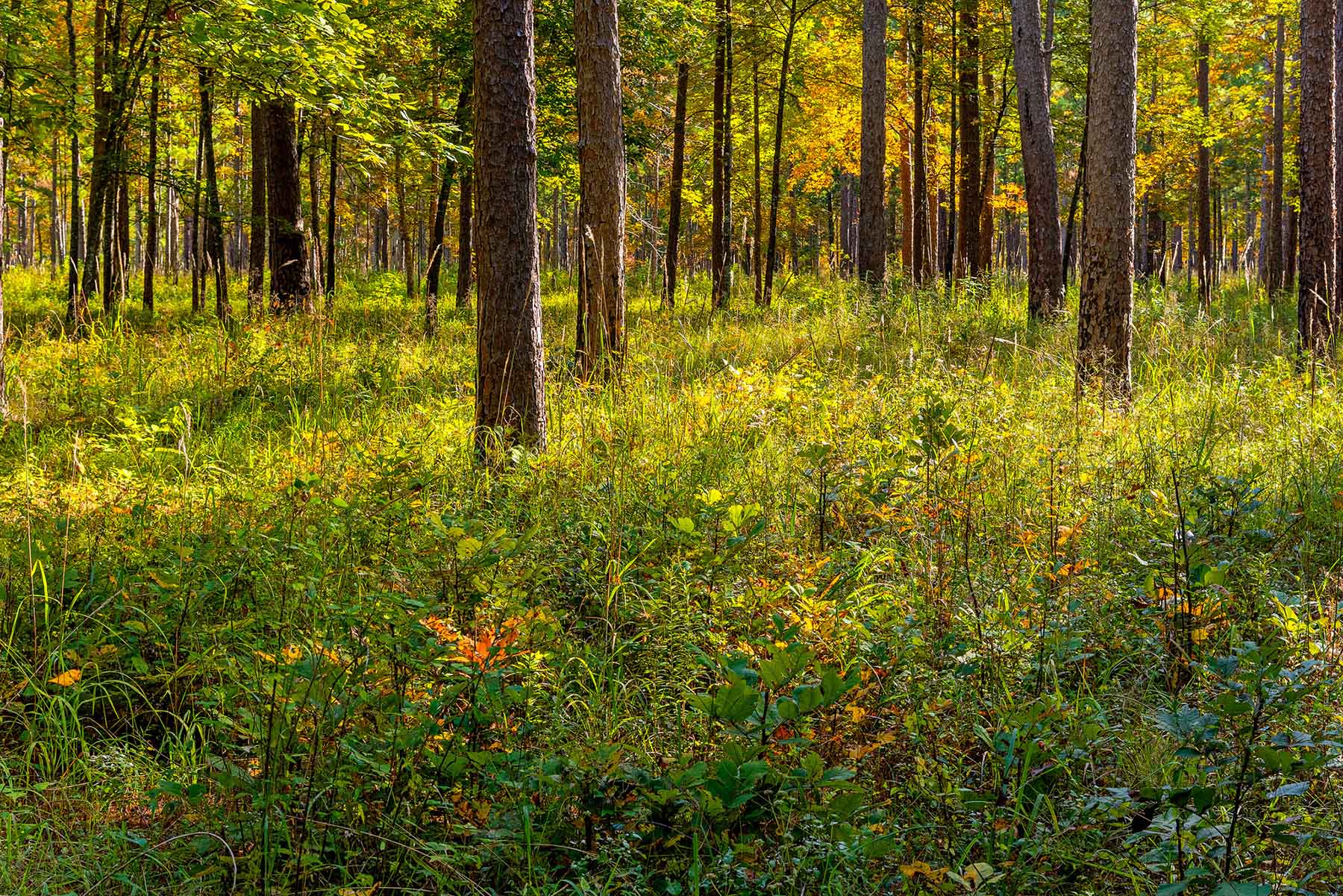 Twin Oaks Plantation property picture 14 of 64