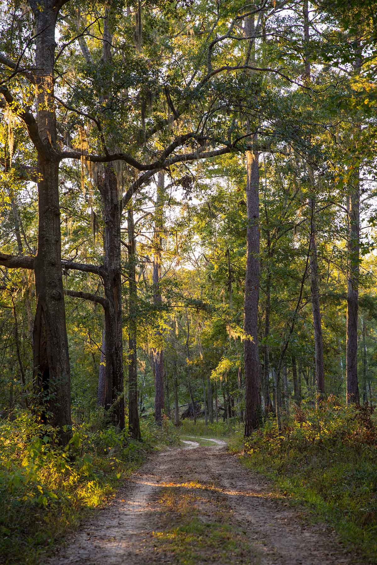 Twin Oaks Plantation property picture 23 of 64