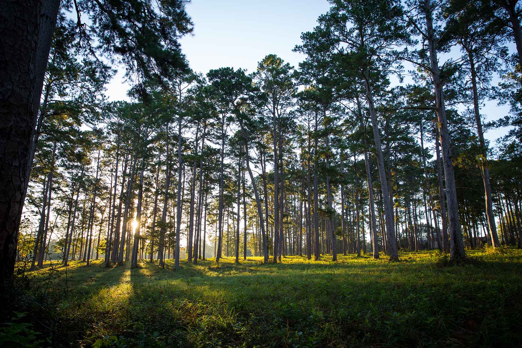 Twin Oaks Plantation property picture 50 of 64