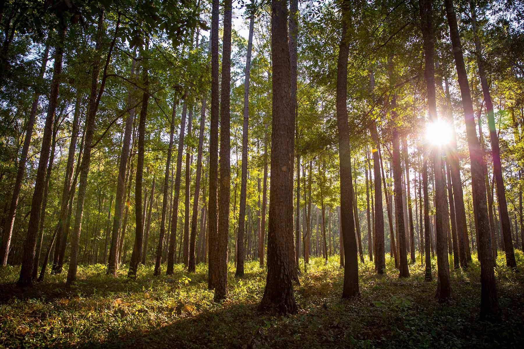 Twin Oaks Plantation property picture 10 of 64