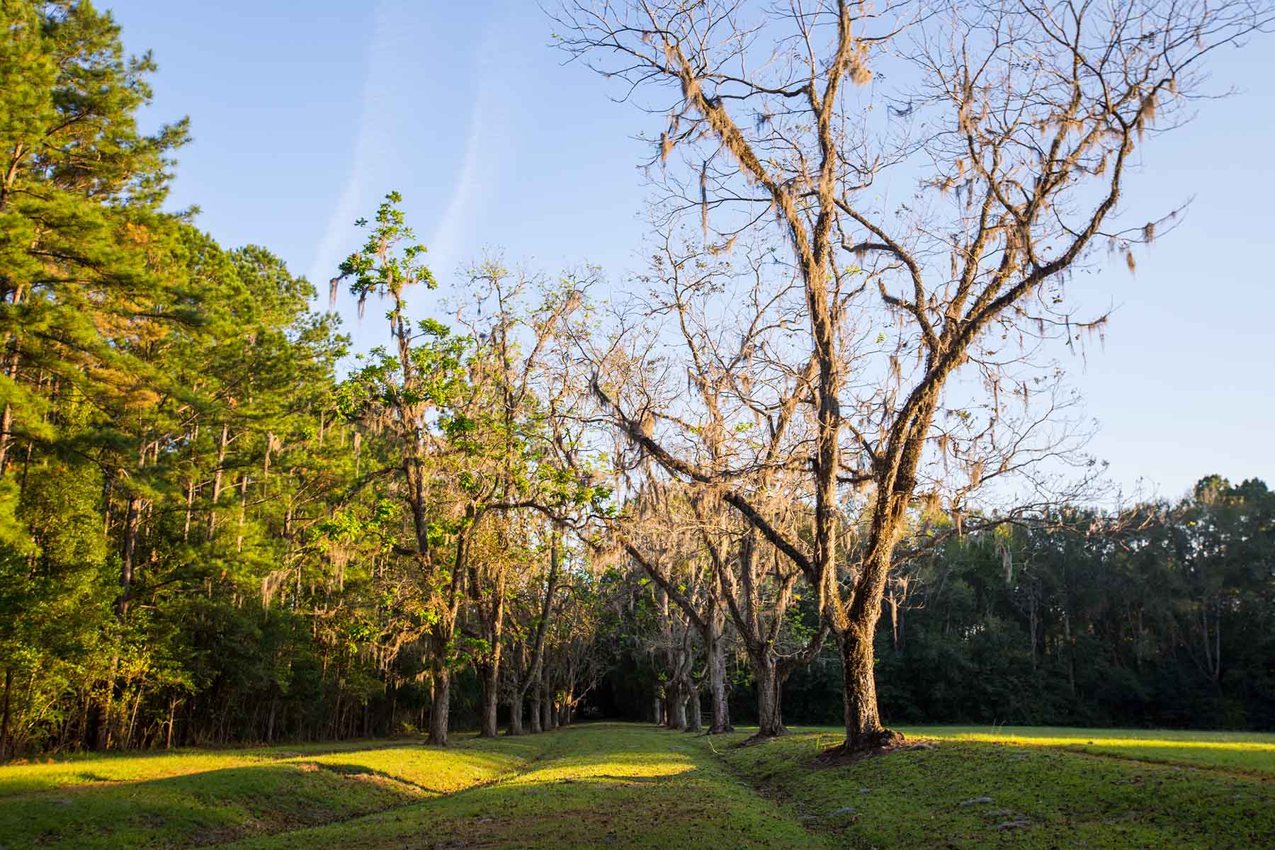 Twin Oaks Plantation property picture 64 of 64