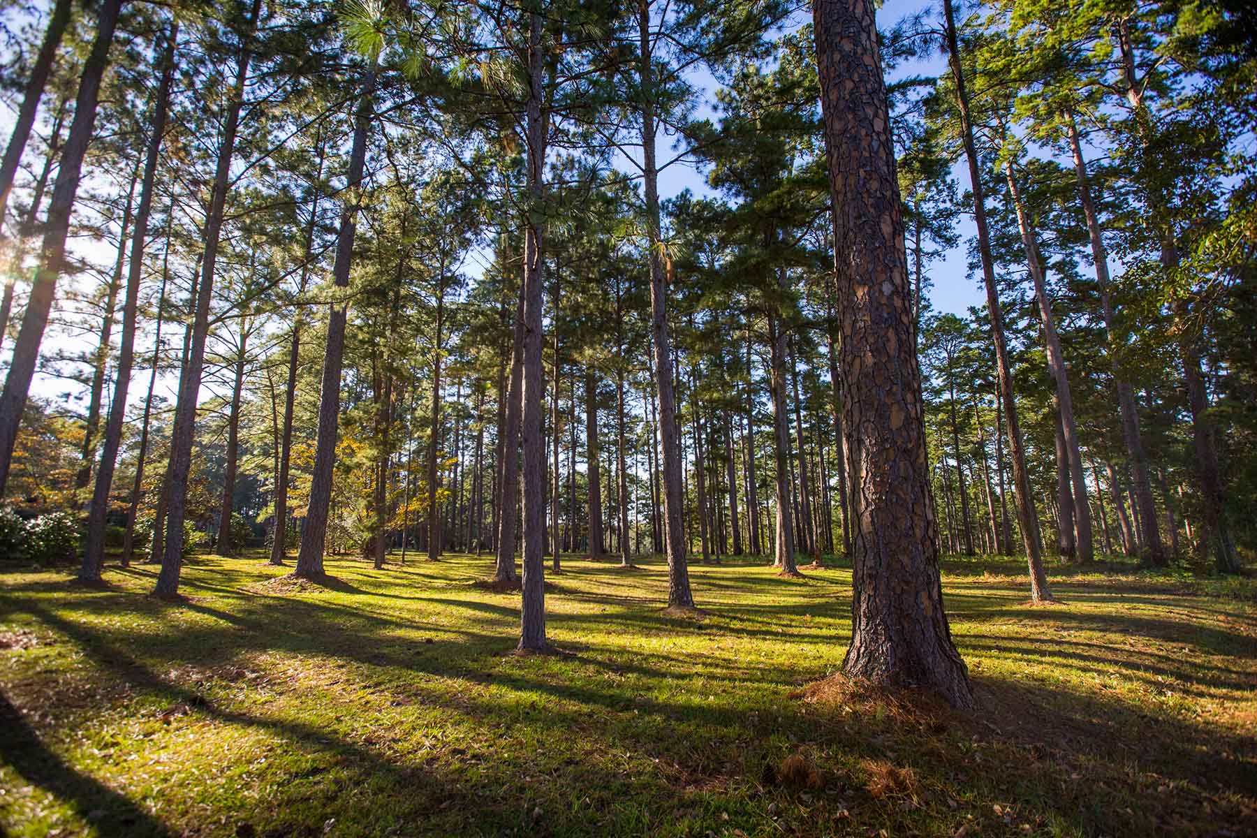 Twin Oaks Plantation property picture 60 of 64