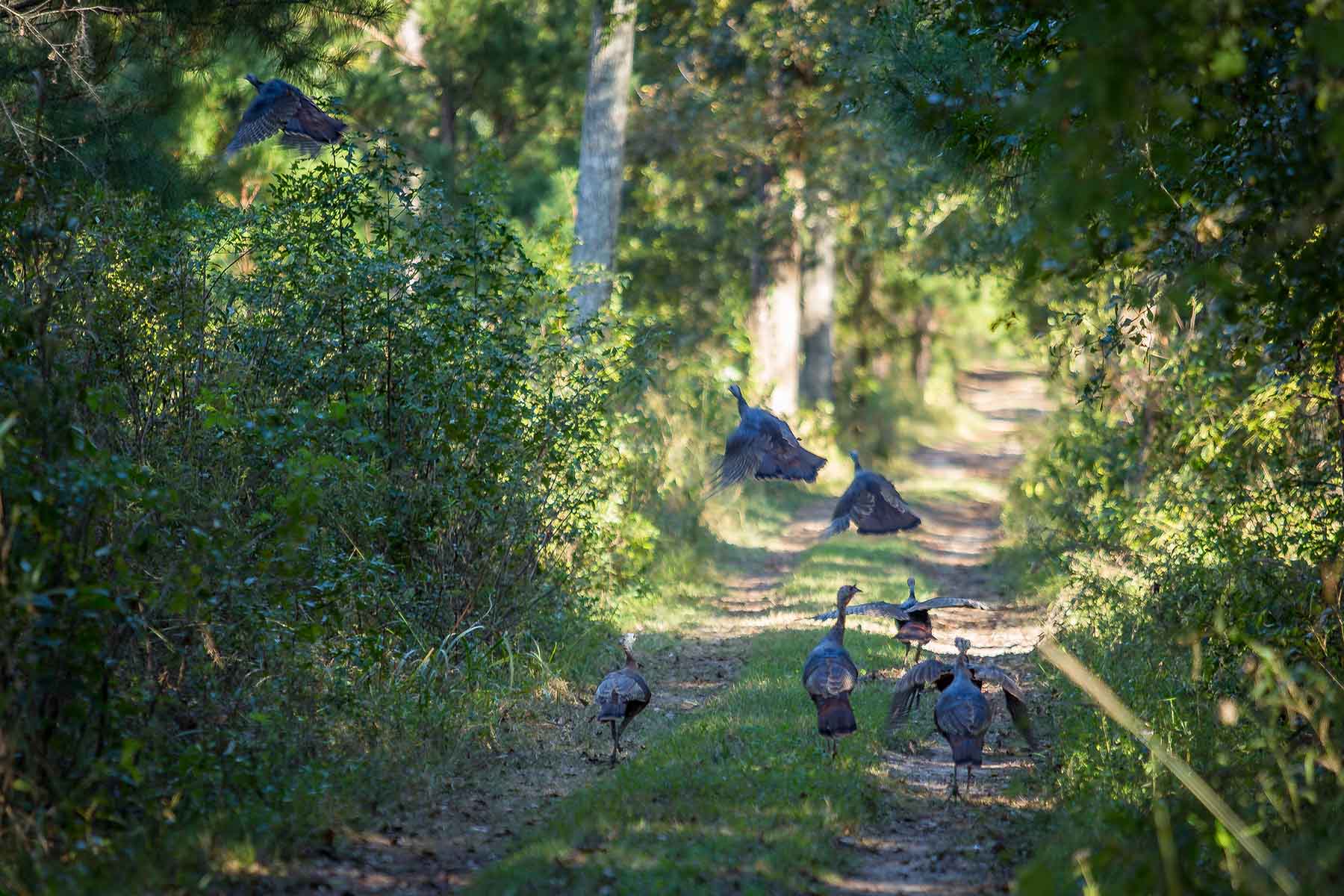 Twin Oaks Plantation property picture 11 of 64