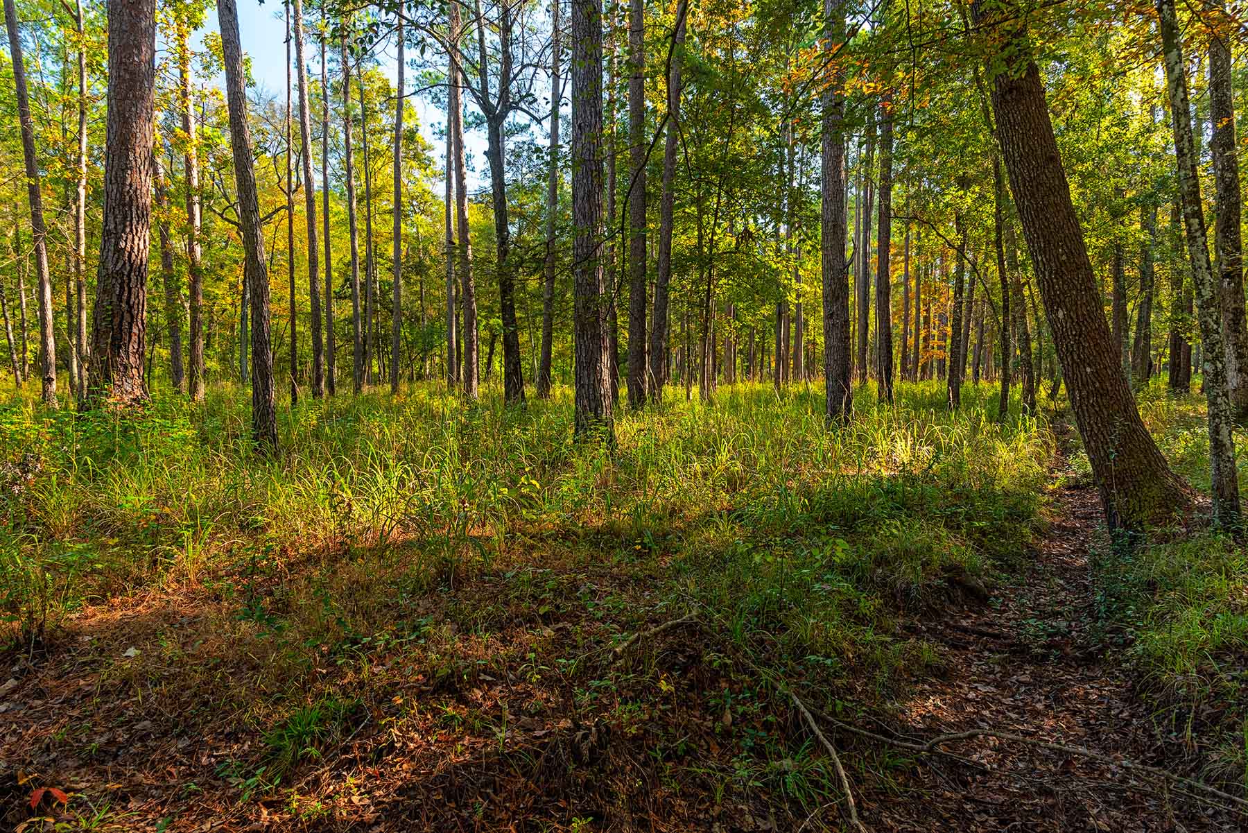 Twin Oaks Plantation property picture 56 of 64