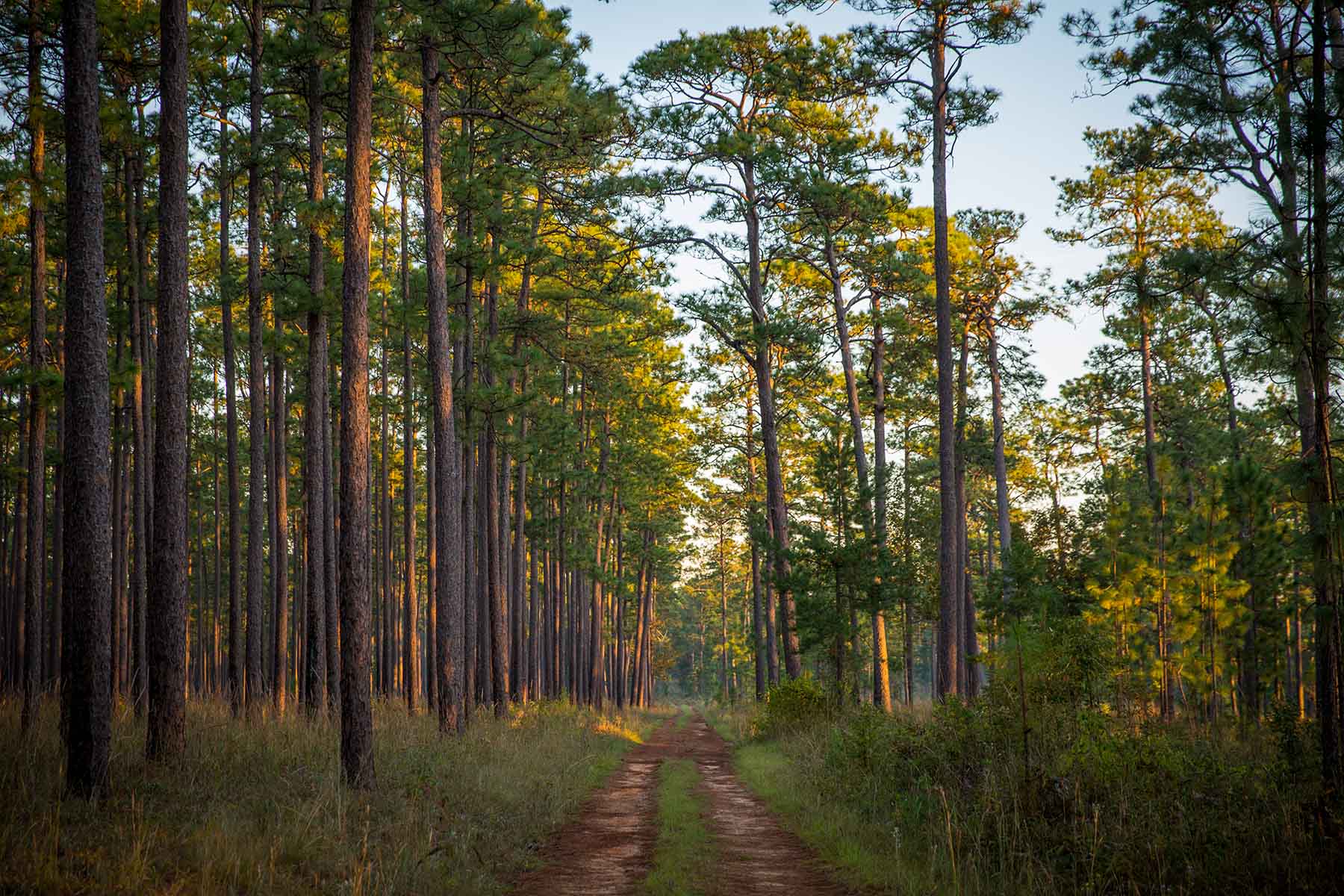 Twin Oaks Plantation property picture 8 of 64