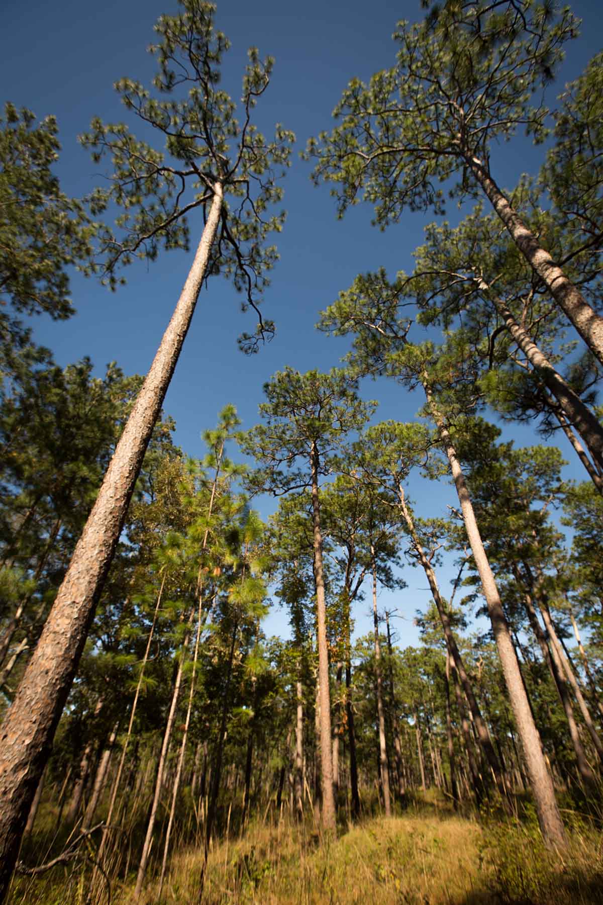 Twin Oaks Plantation property picture 45 of 64