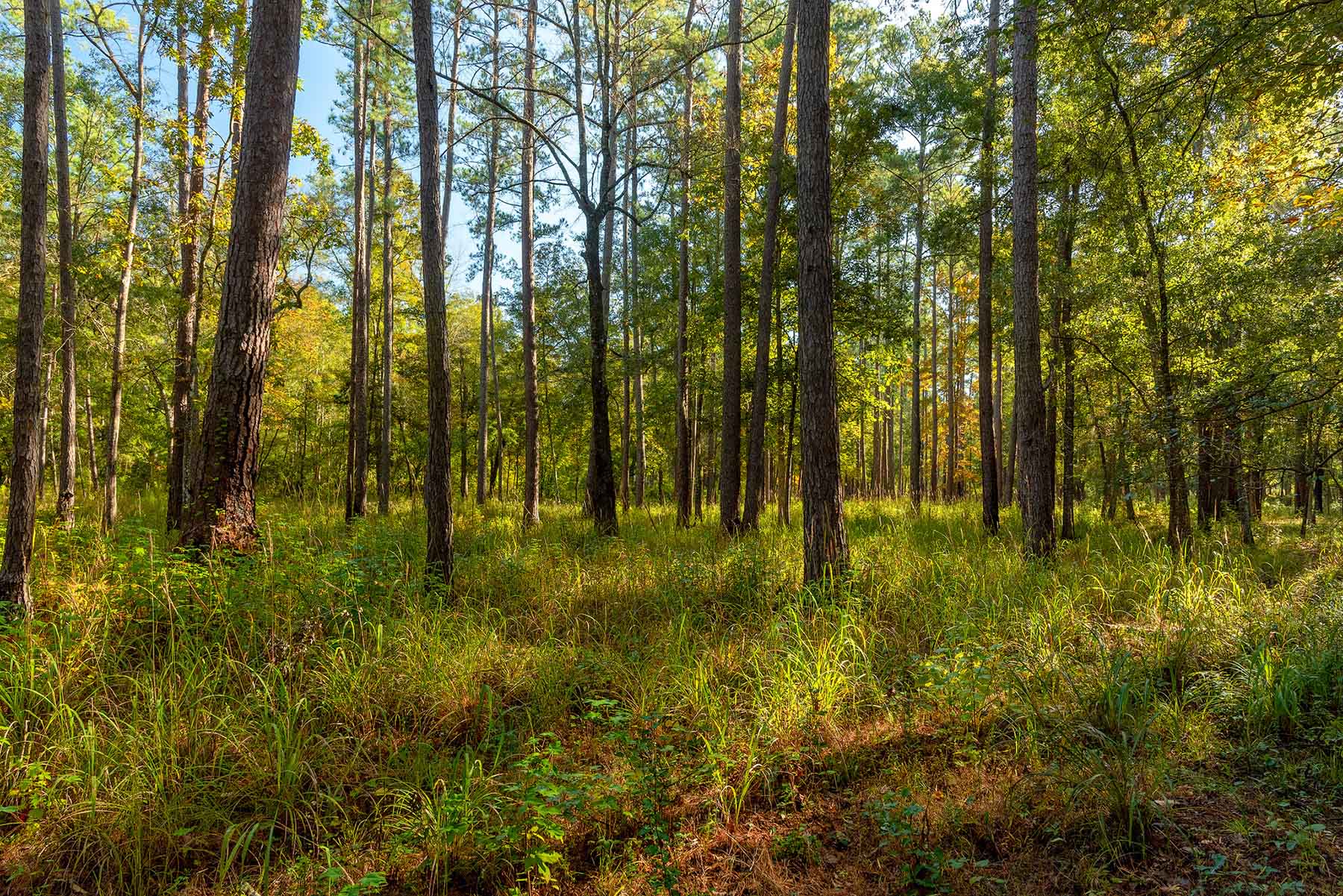 Twin Oaks Plantation property picture 20 of 64