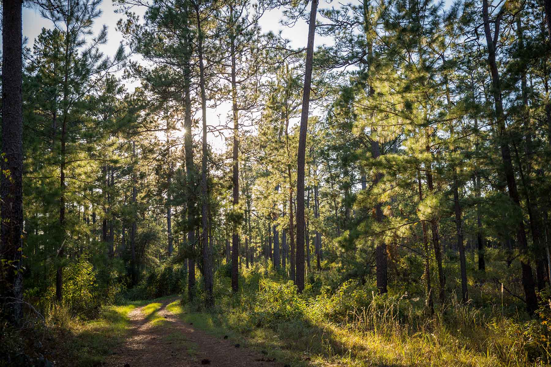Twin Oaks Plantation property picture 47 of 64