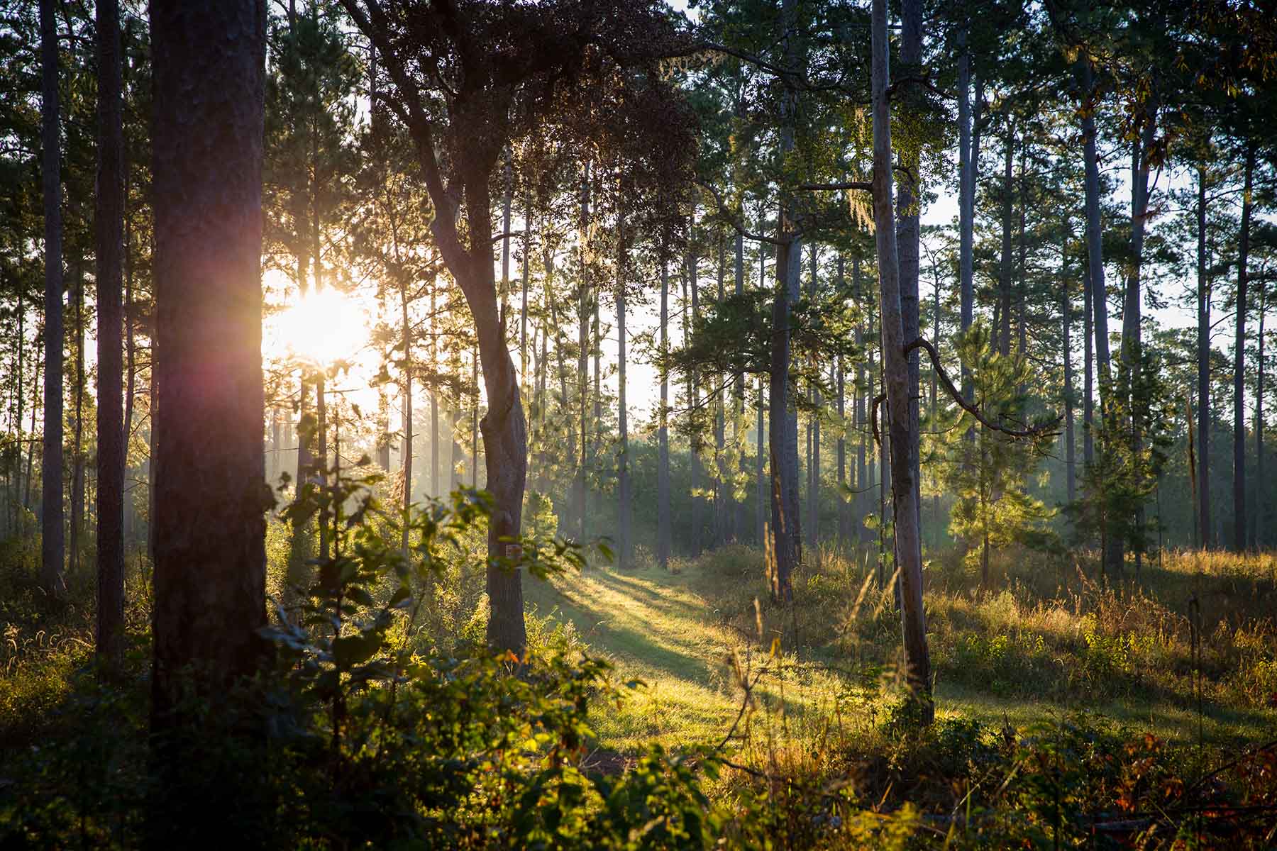 Twin Oaks Plantation property picture 3 of 64