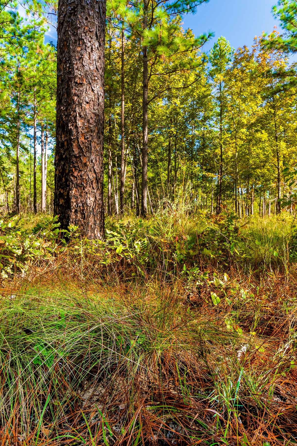 Twin Oaks Plantation property picture 54 of 64