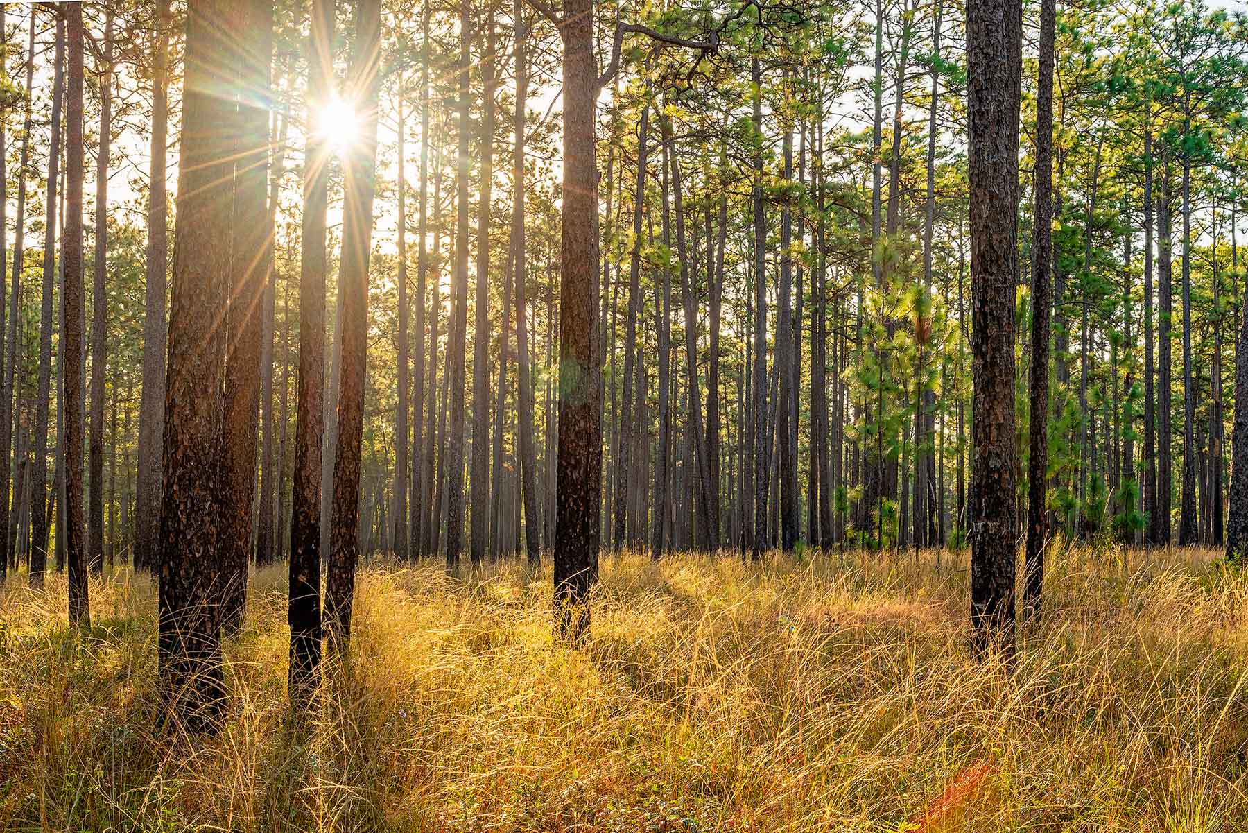 Twin Oaks Plantation property picture 5 of 64