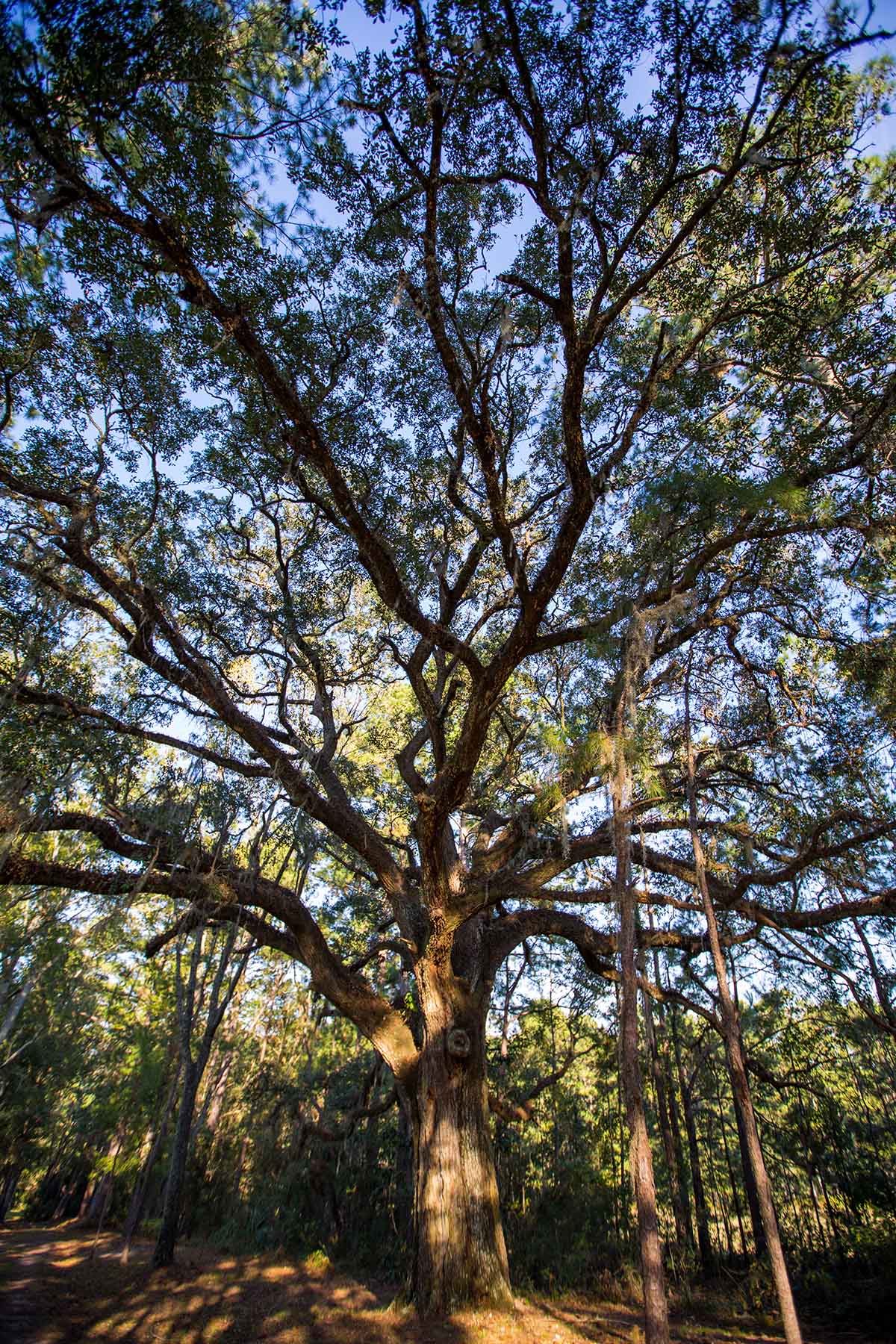 Twin Oaks Plantation property picture 62 of 64
