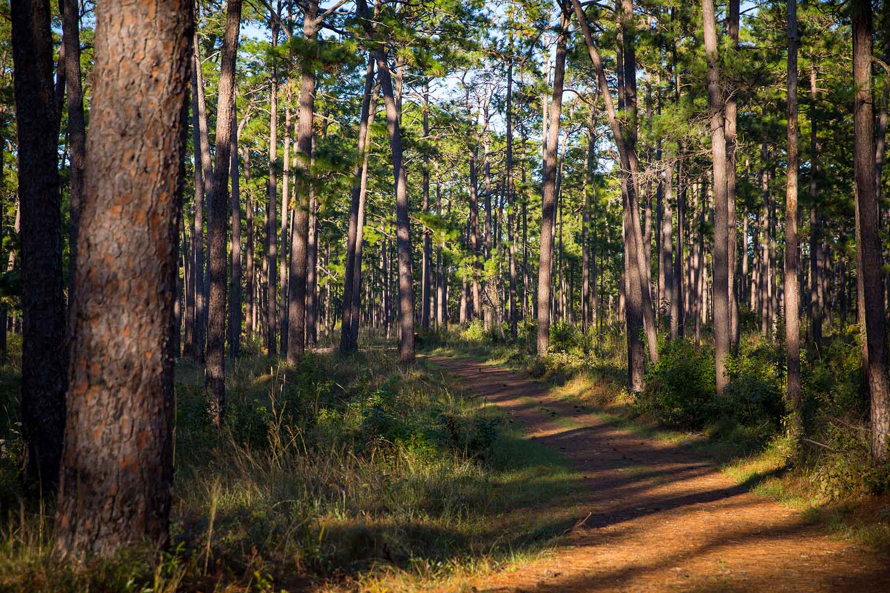 Twin Oaks Plantation property picture 48 of 64