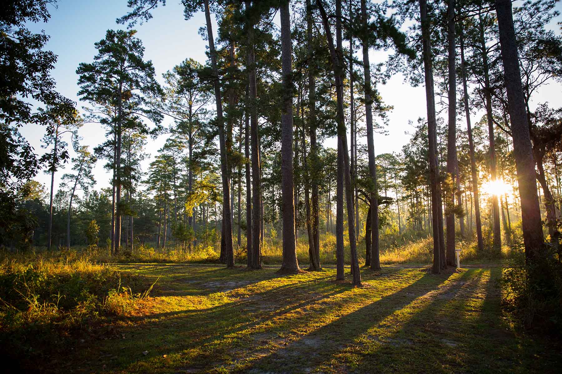 Twin Oaks Plantation property picture 25 of 64