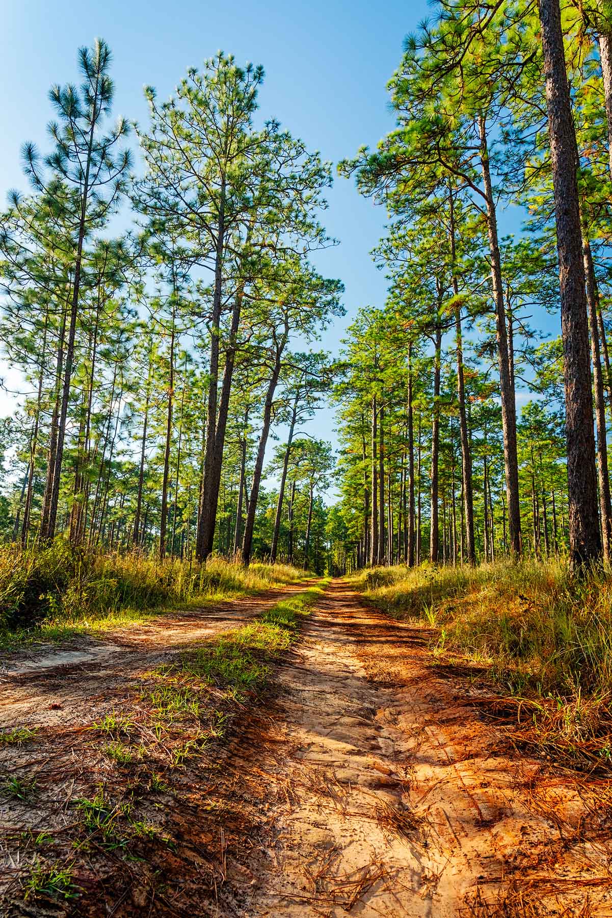 Twin Oaks Plantation property picture 26 of 64