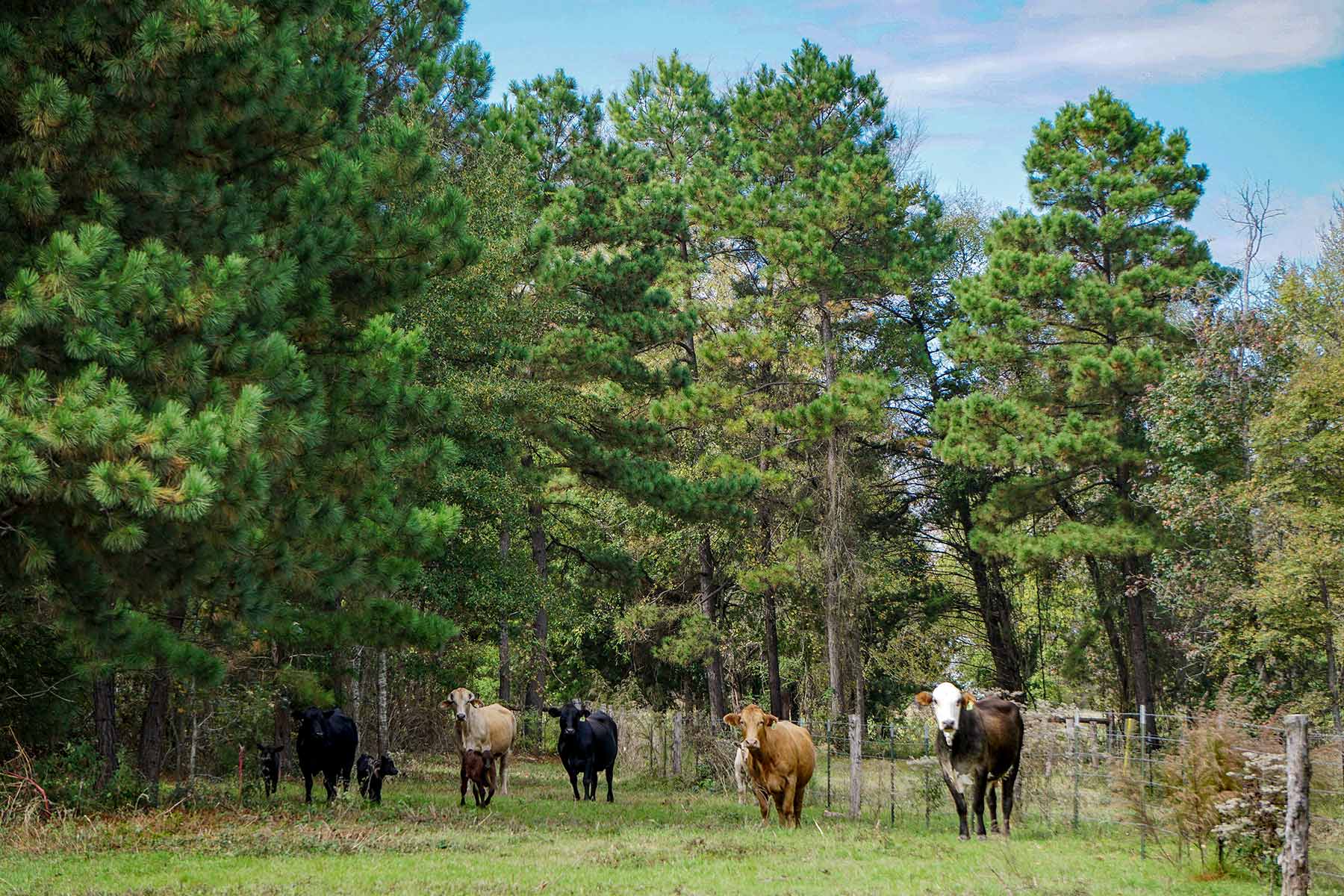 Starr Mountain Ranch property picture 3 of 33