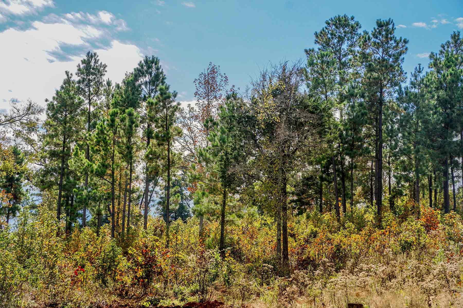 Starr Mountain Ranch property picture 6 of 33