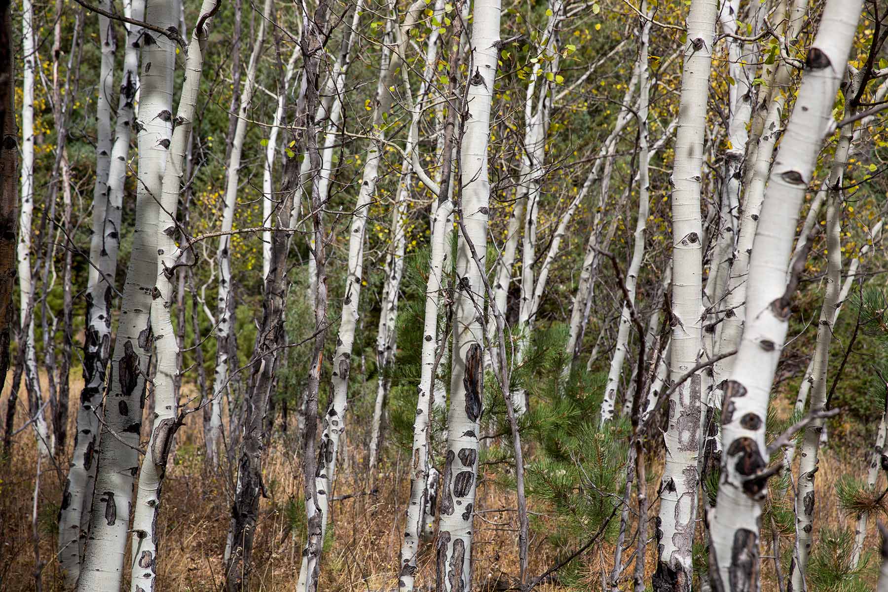 North Middle Fork Ranch property picture 33 of 49