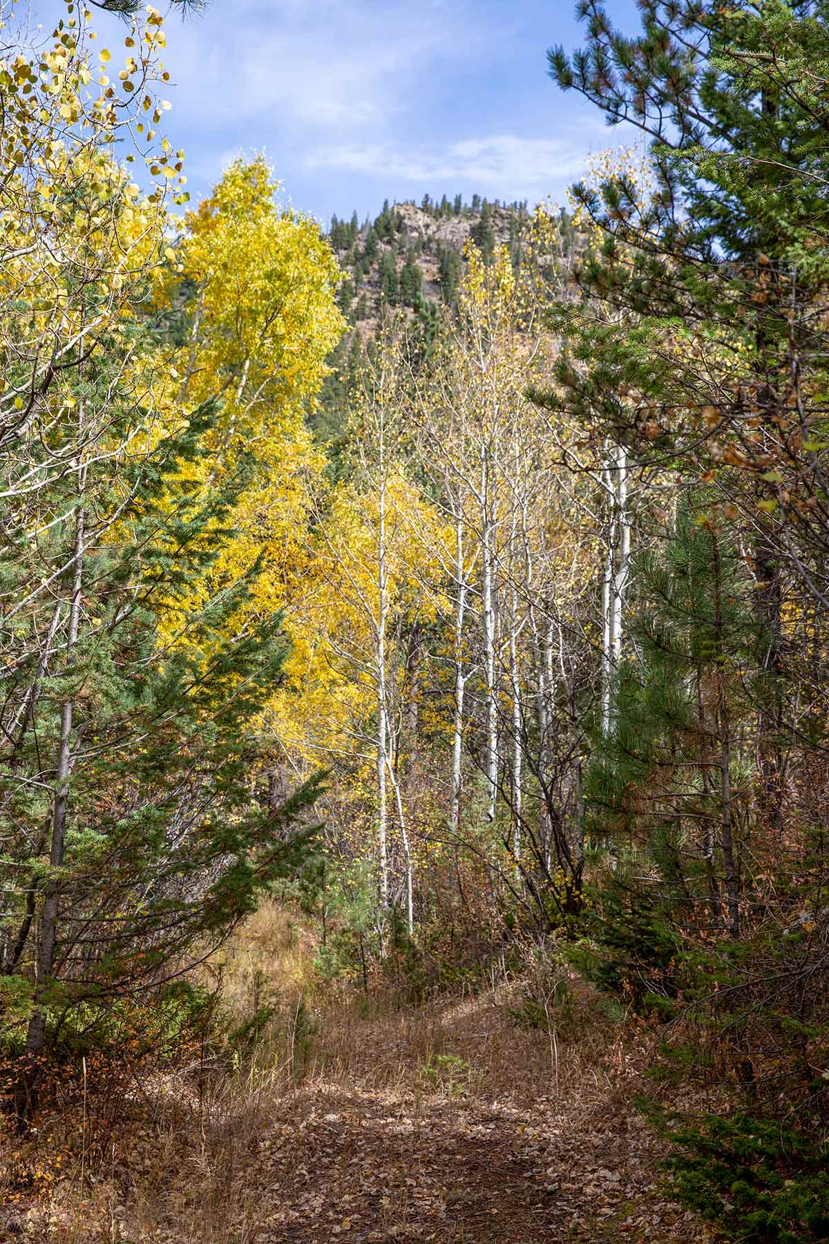 North Middle Fork Ranch property picture 34 of 49