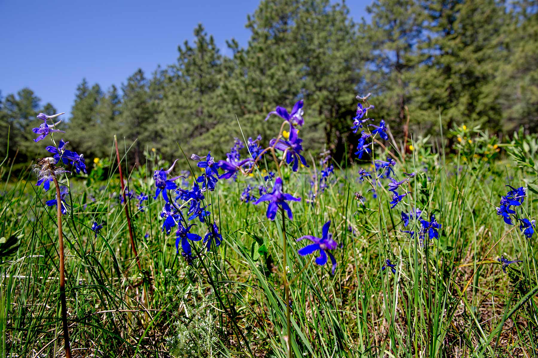 North Middle Fork Ranch property picture 17 of 49