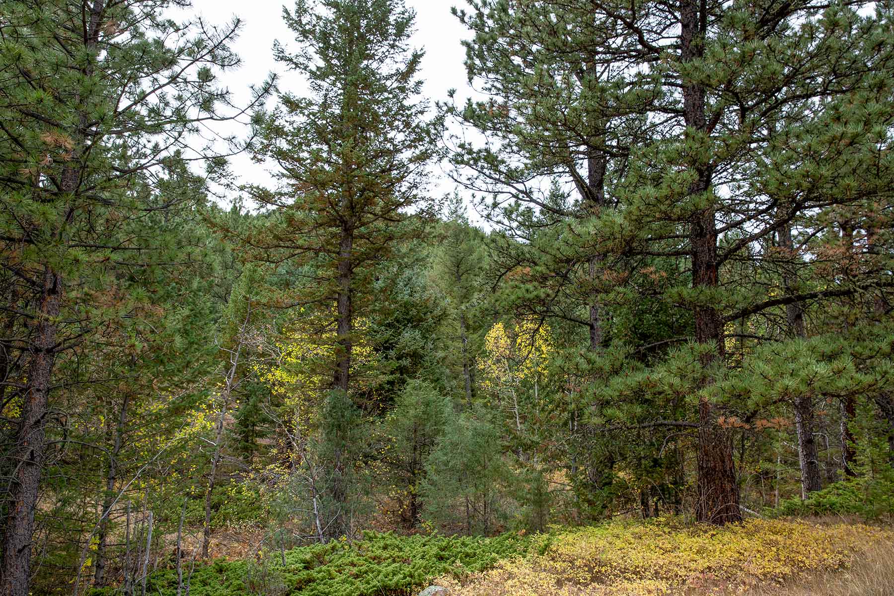 North Middle Fork Ranch property picture 32 of 49