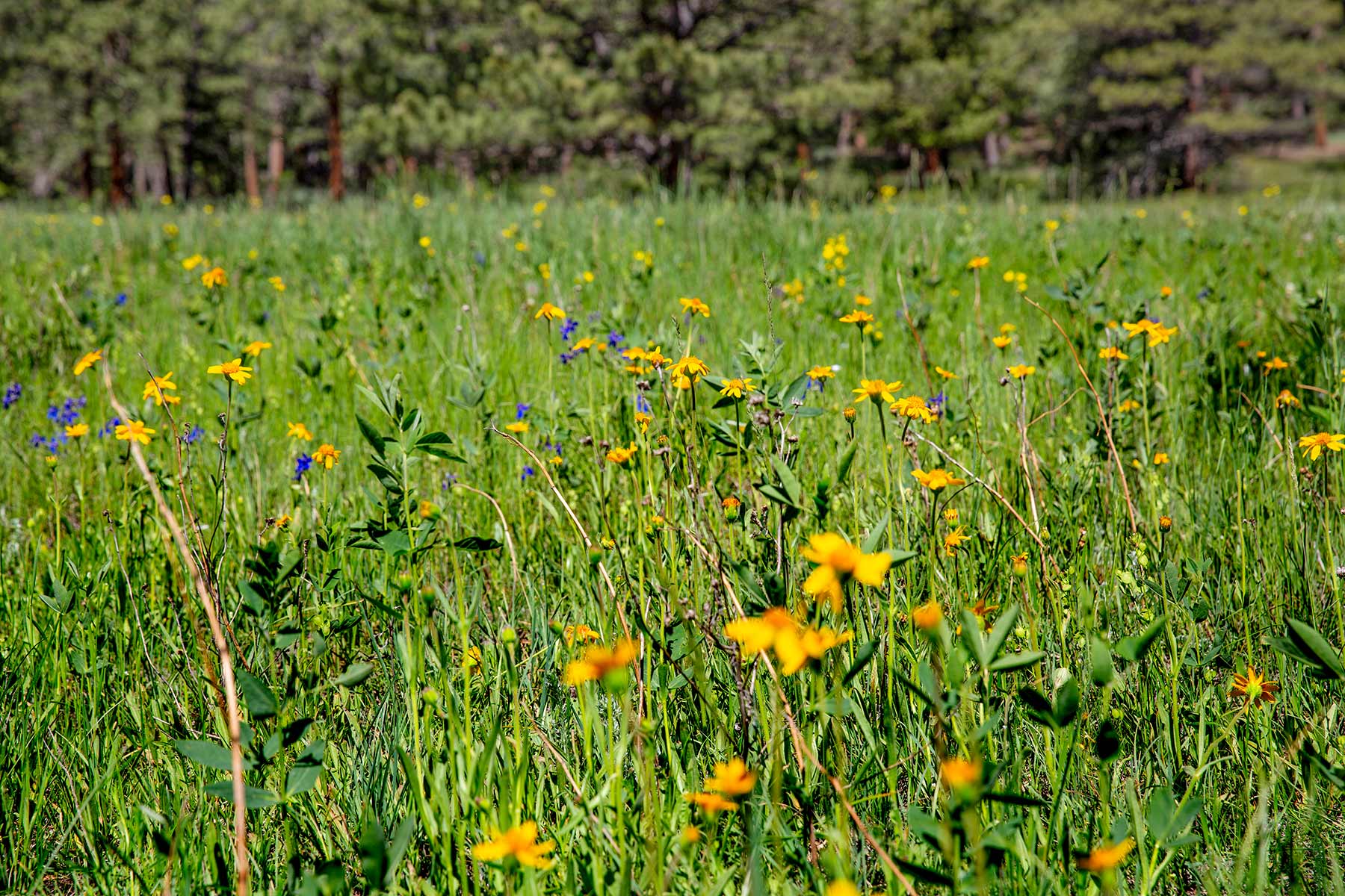 North Middle Fork Ranch property picture 16 of 49