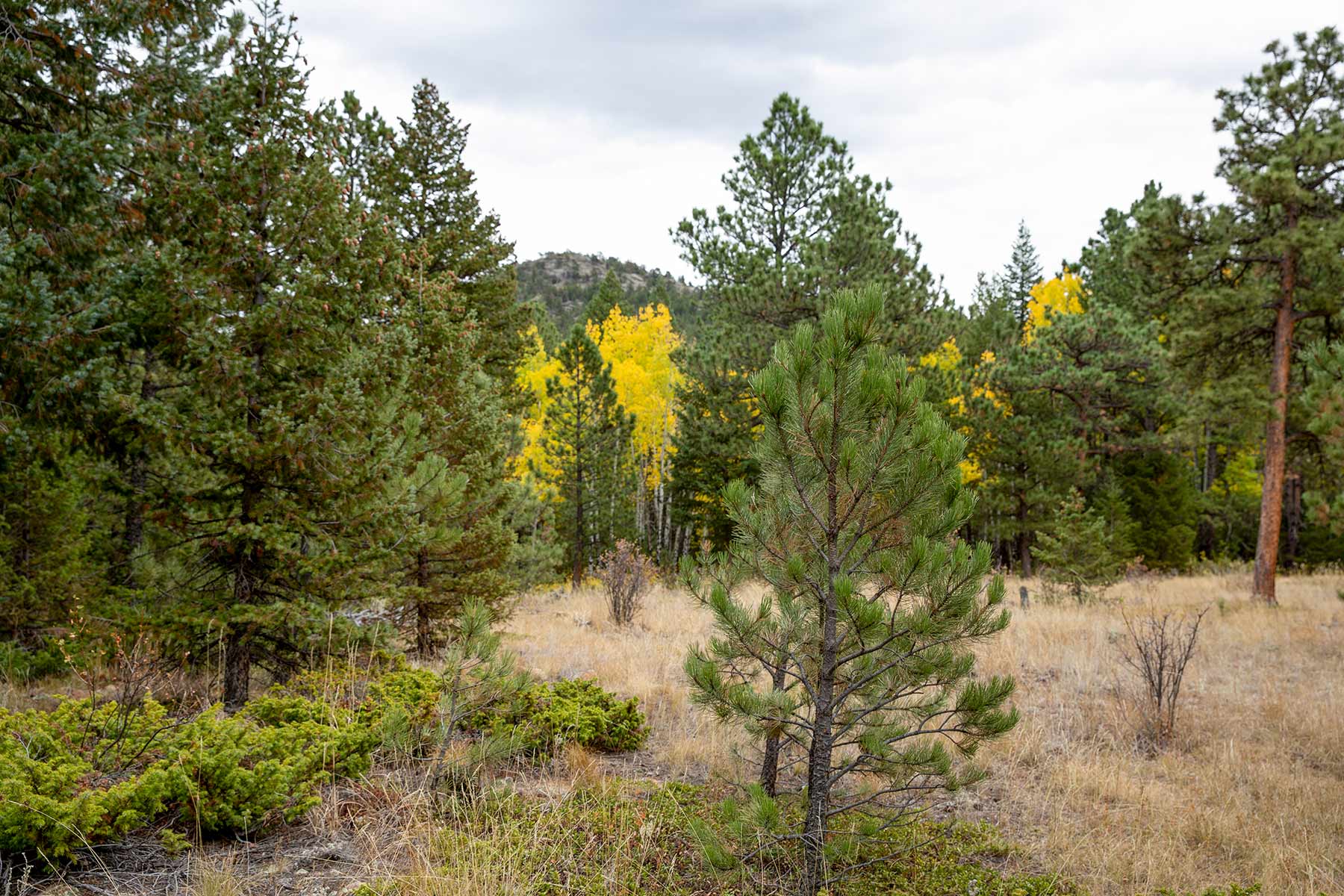 North Middle Fork Ranch property picture 38 of 49