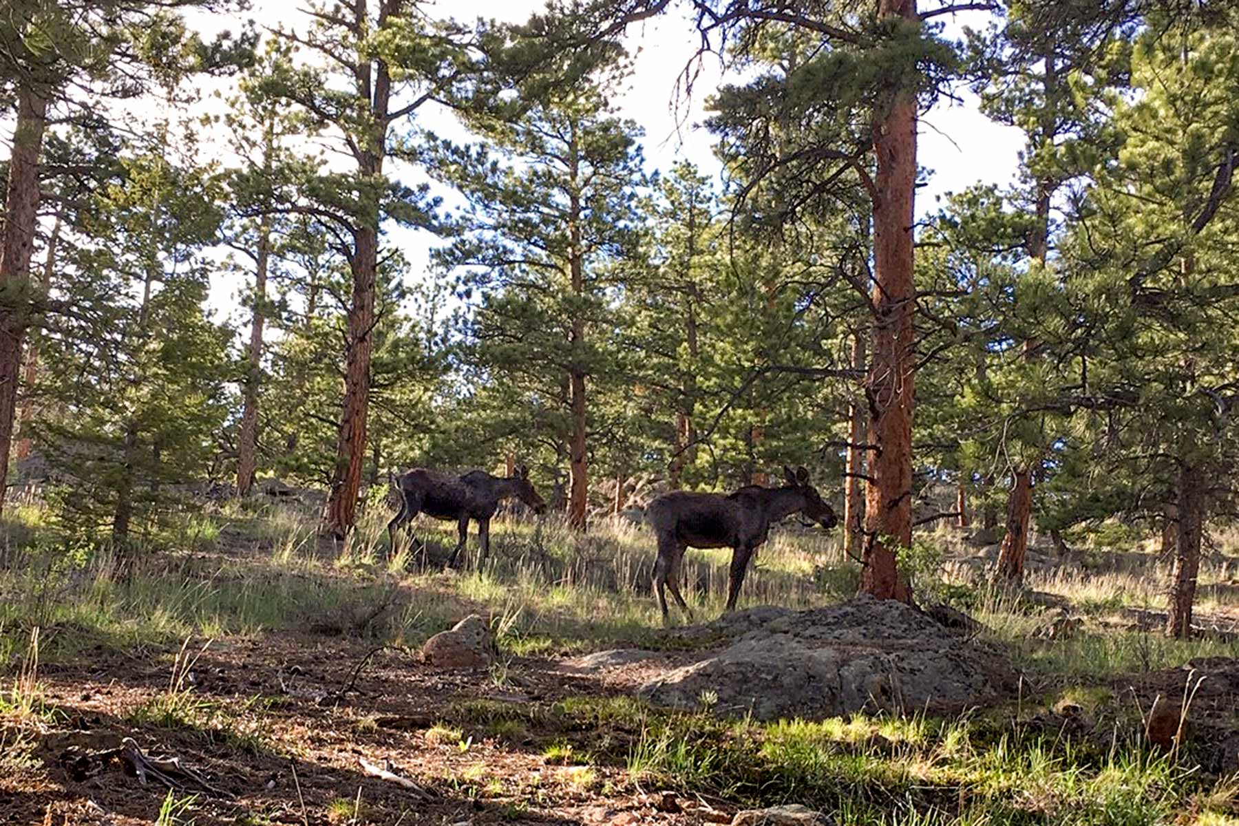 North Middle Fork Ranch property picture 12 of 49