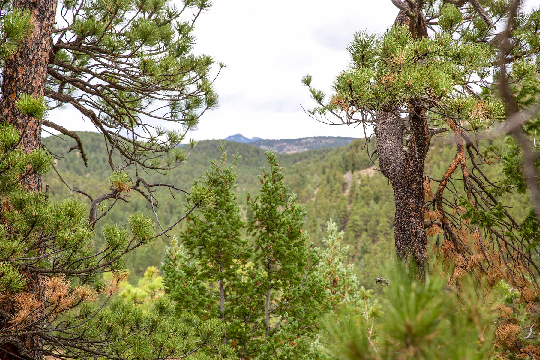 North Middle Fork Ranch property picture 29 of 49