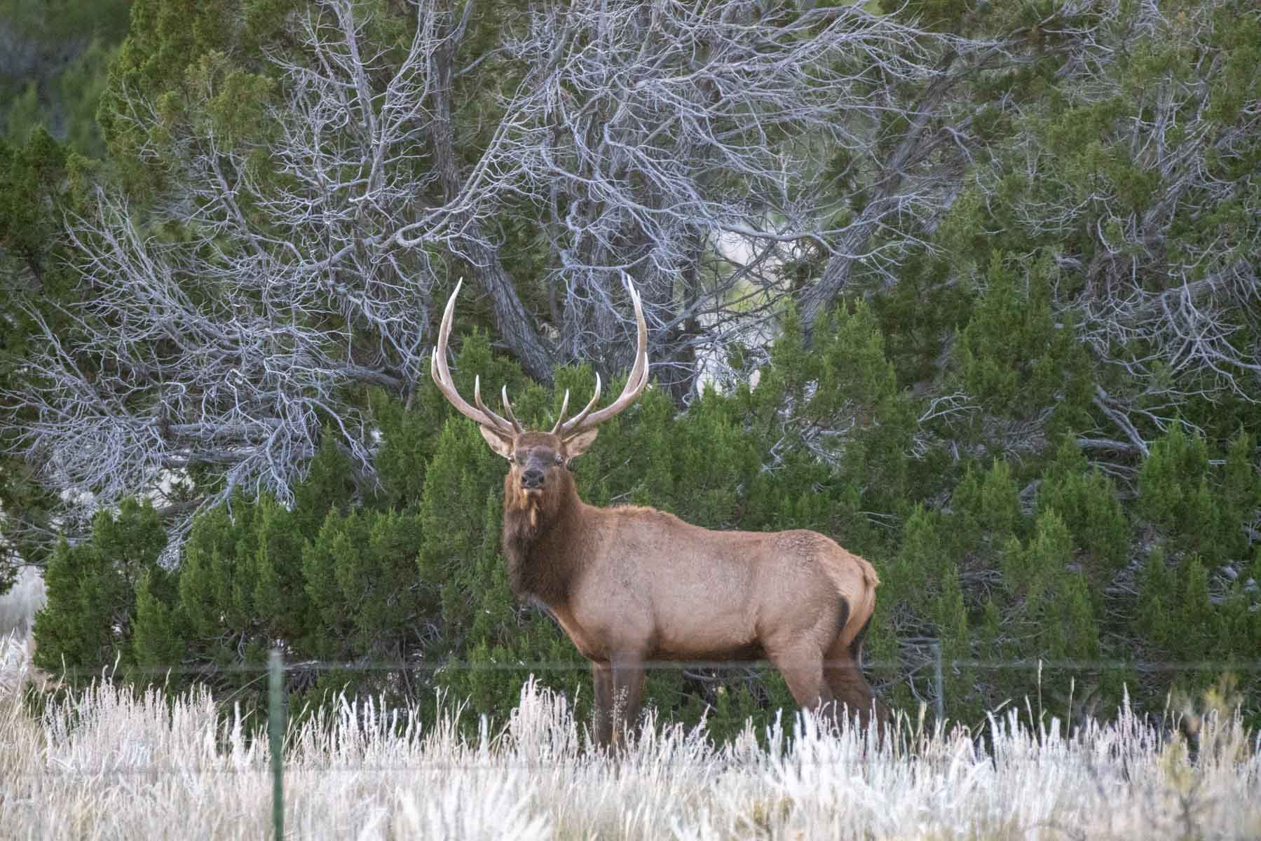 Atarque Ranch property picture 21 of 131