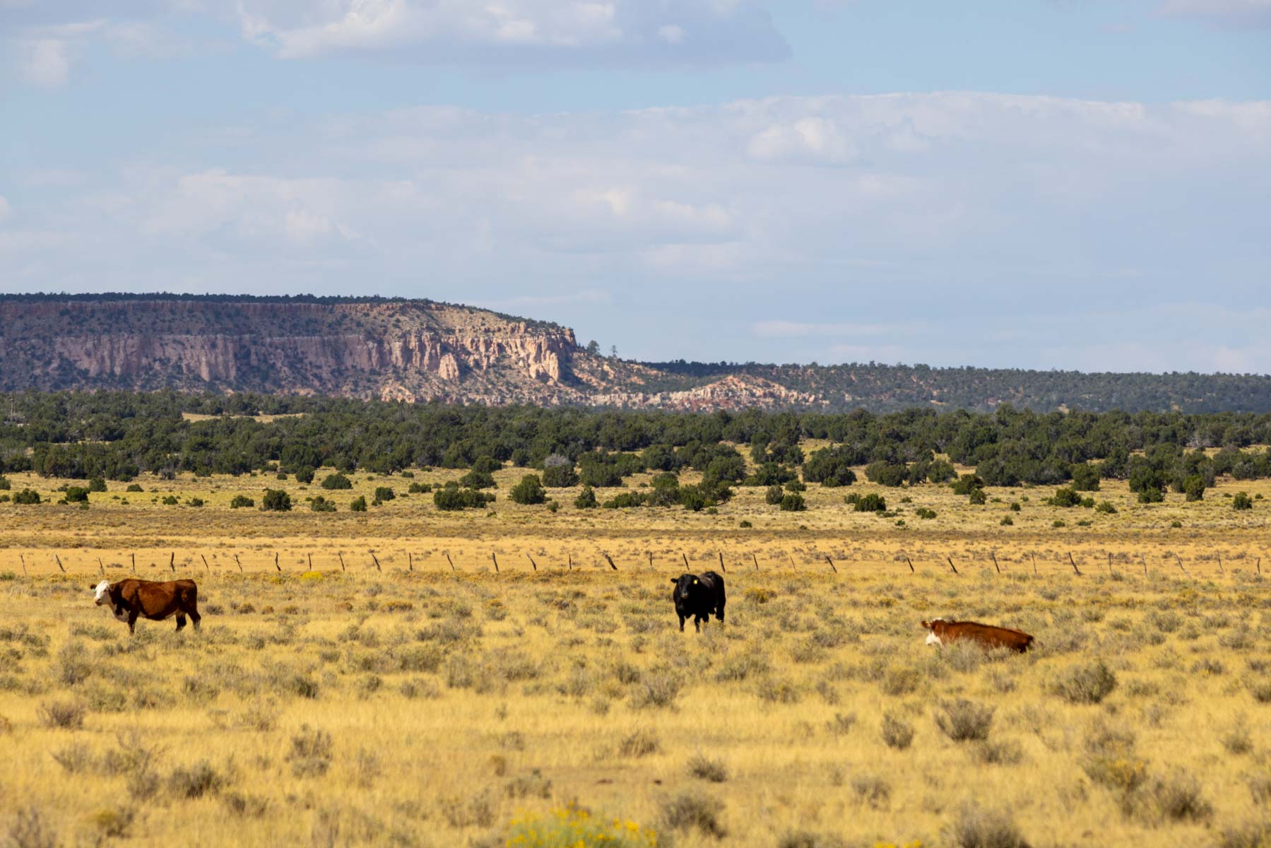 Atarque Ranch property picture 2 of 131