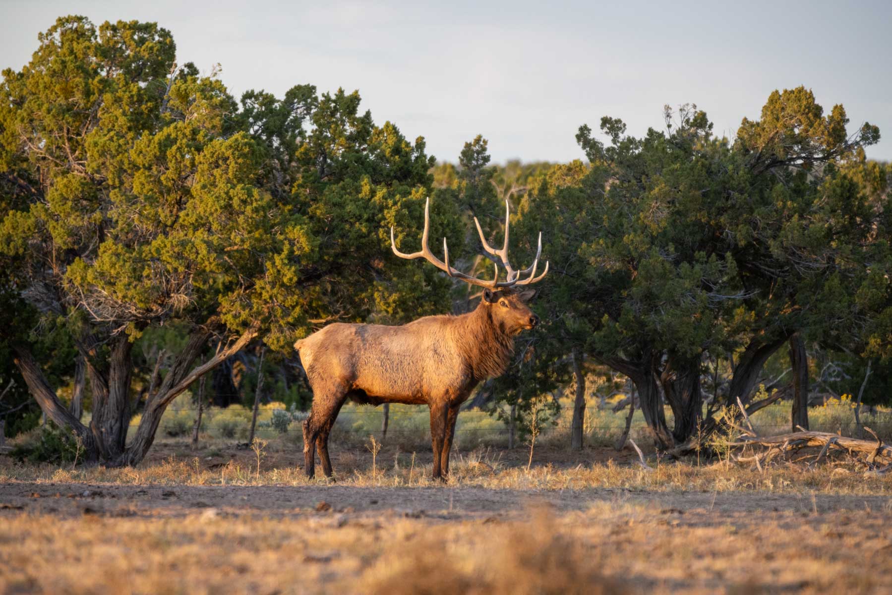 Atarque Ranch property picture 13 of 131