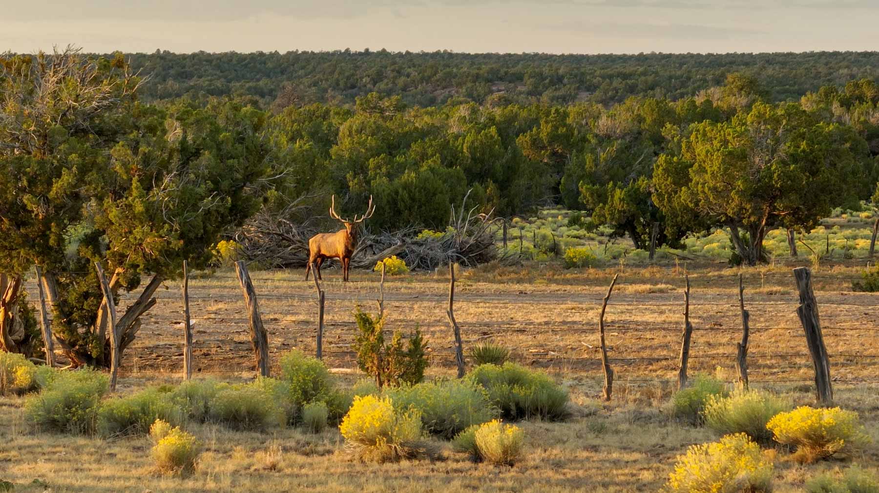 Atarque Ranch property picture 97 of 131