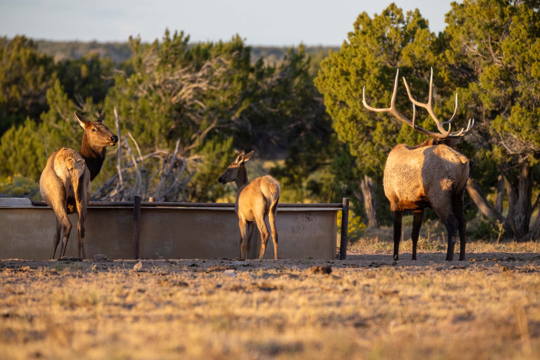 Atarque Ranch property picture 4 of 131