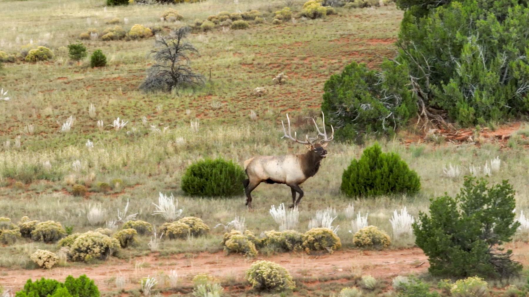 Atarque Ranch property picture 95 of 131