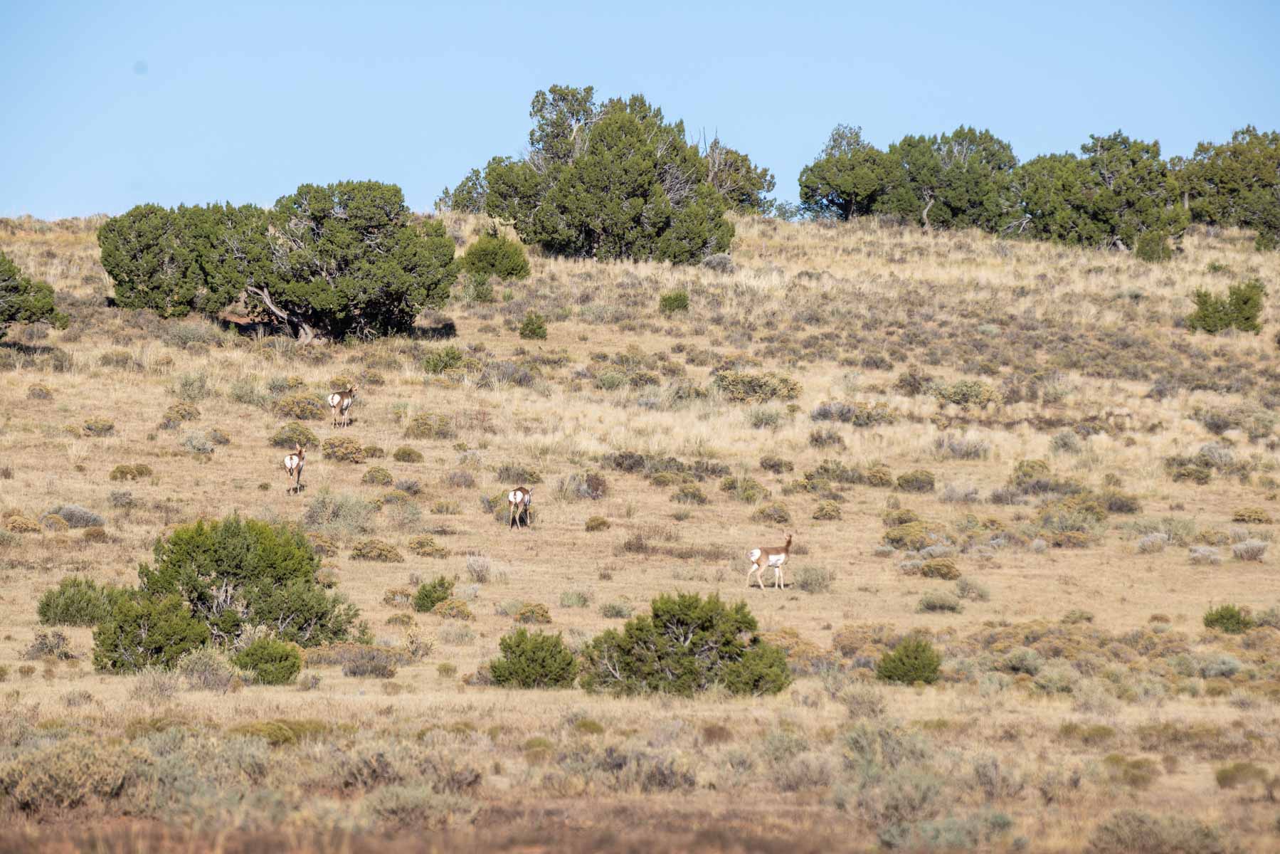 Atarque Ranch property picture 3 of 131