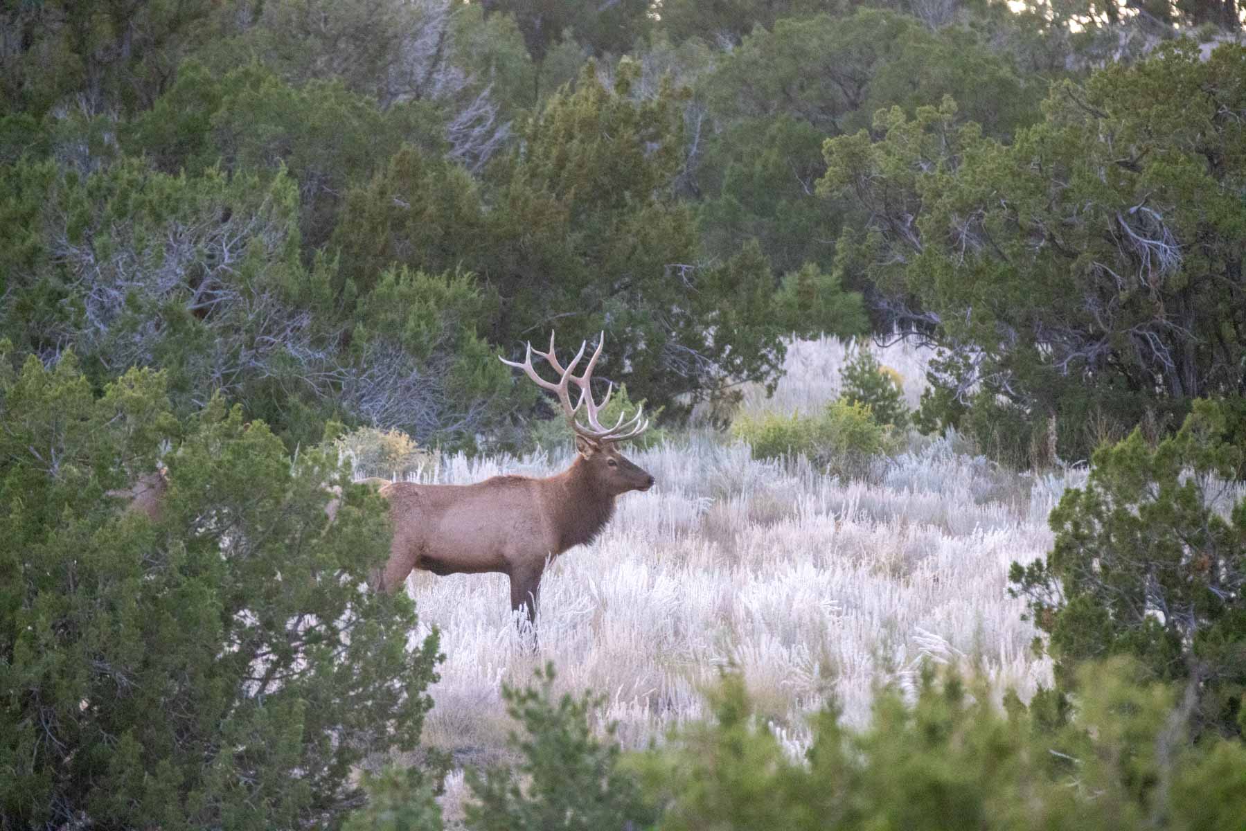 Atarque Ranch property picture 74 of 131