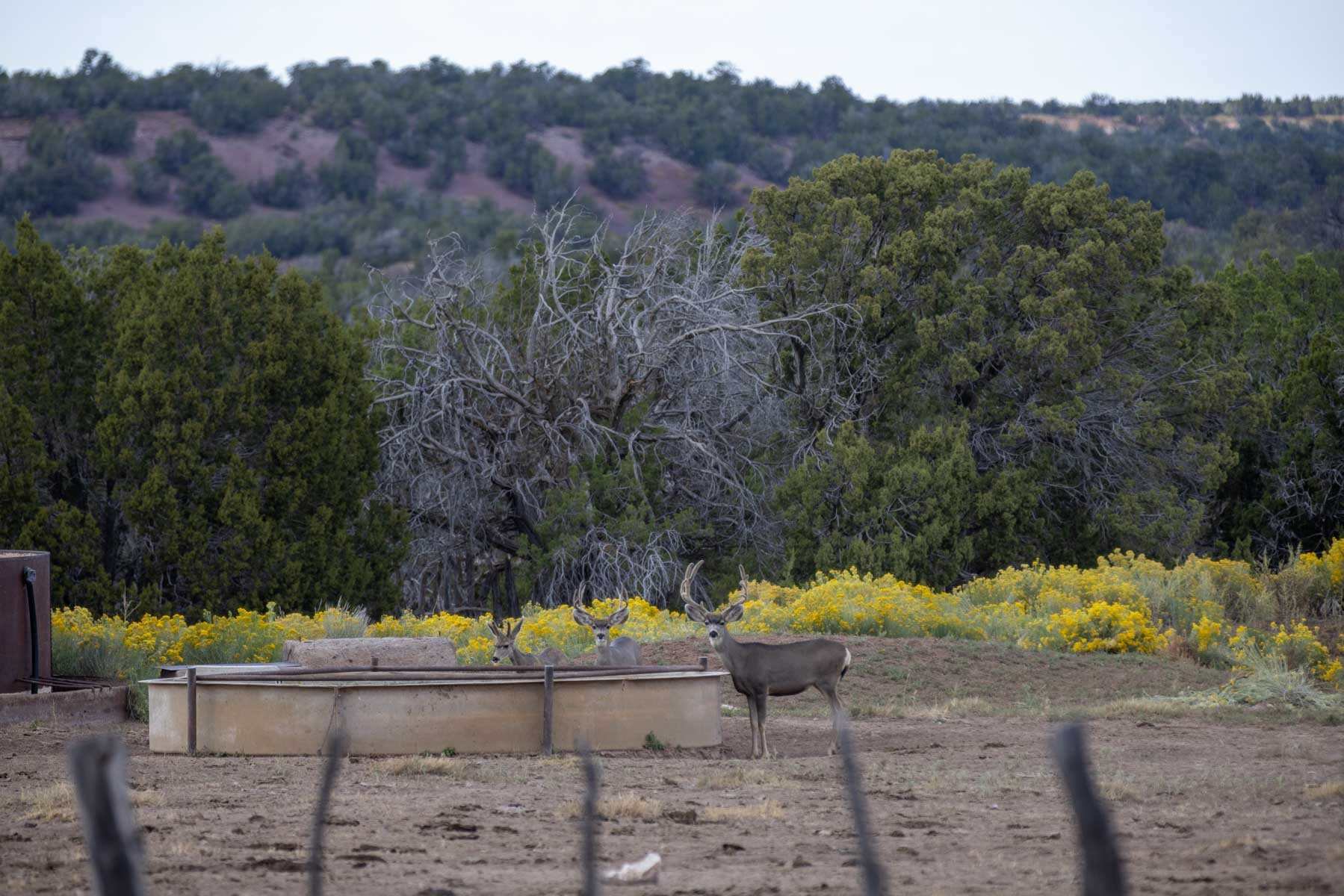 Atarque Ranch property picture 29 of 131
