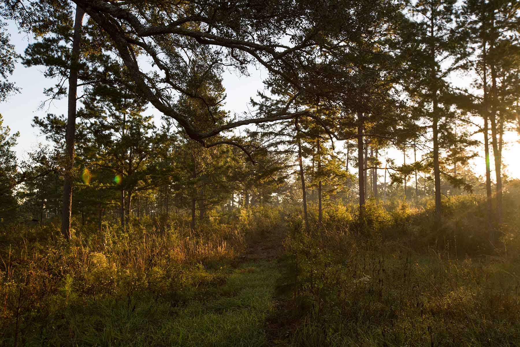 Loveridge Plantation property picture 6 of 107