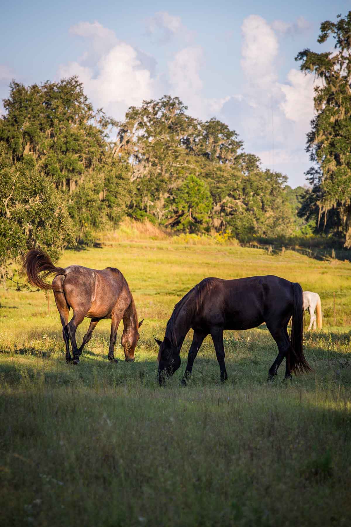 Loveridge Plantation property picture 79 of 107