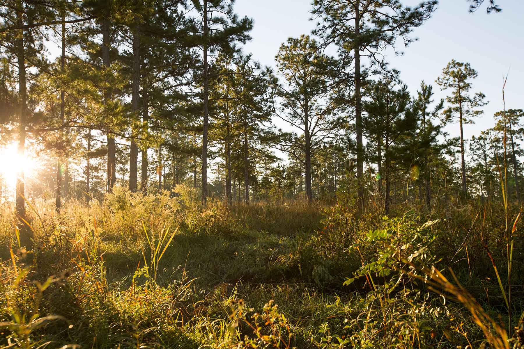 Loveridge Plantation property picture 39 of 107